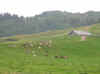 Mes copines en haut du col