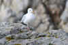 une gardienne des bords de mer