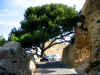 Cet arbre est class monument historique