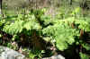 C'est quoi comme plante?  a des grandes feuilles