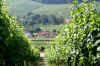 Les vignes du Luxembourg